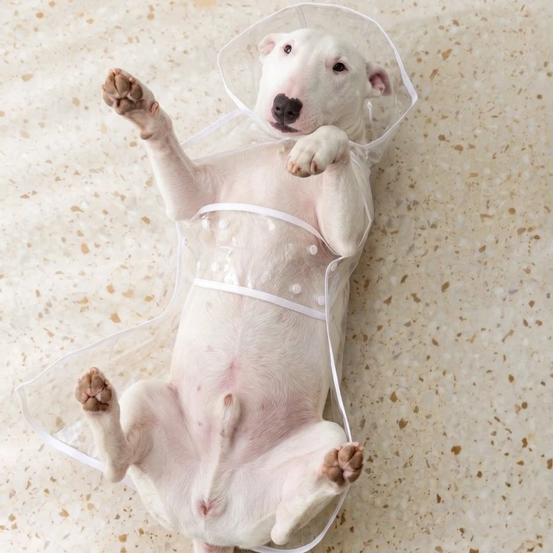 Transparent Dog Raincoat