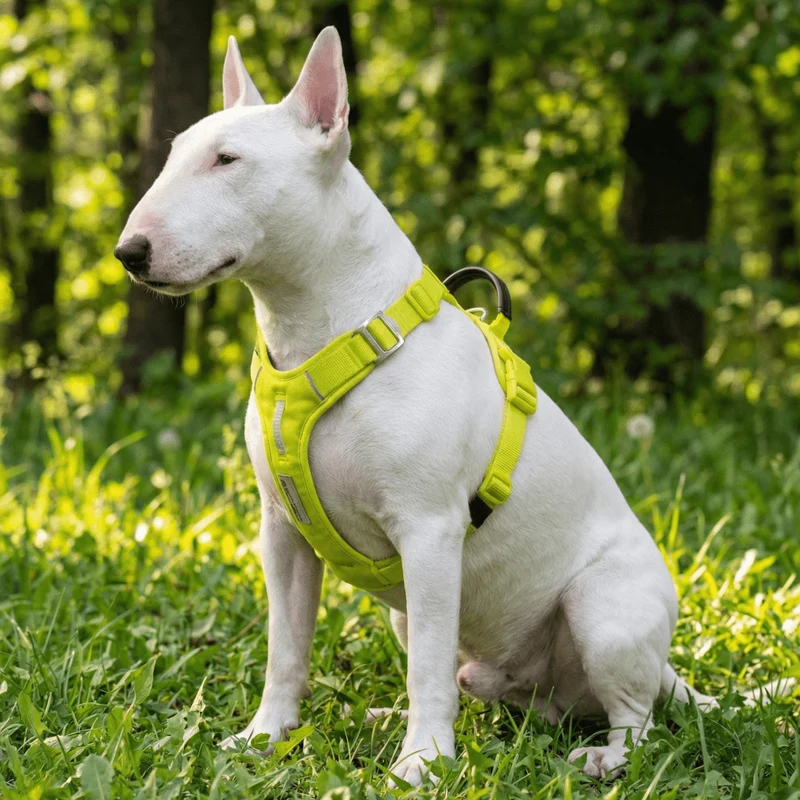 Soft Padded Cordura Y Harness