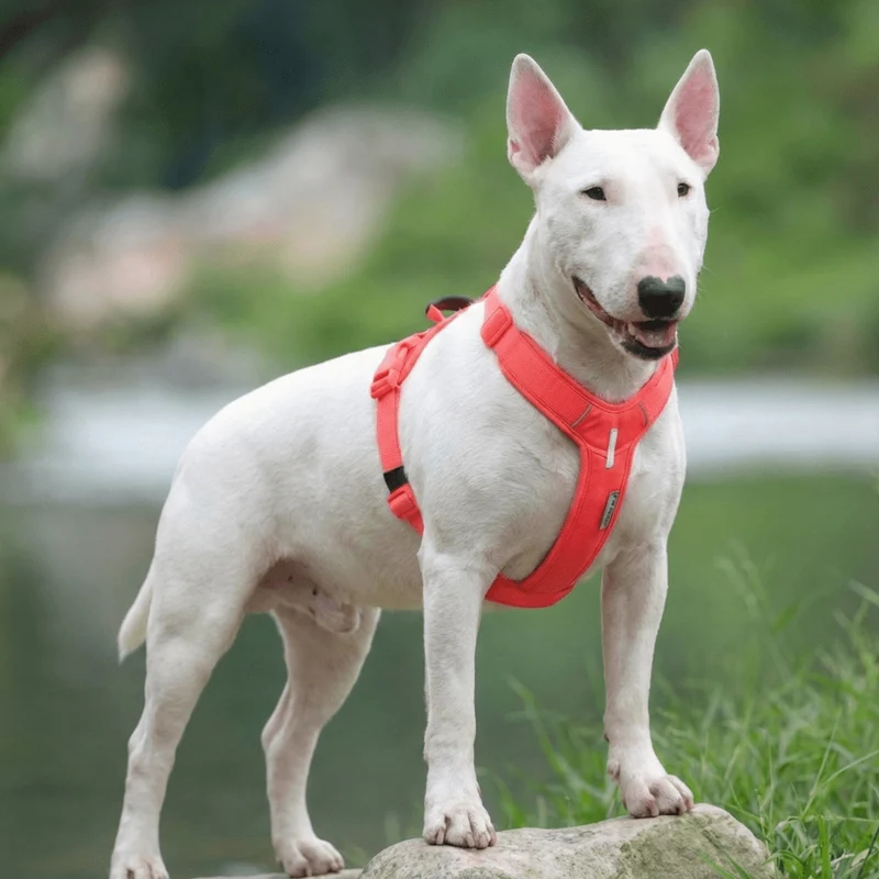 Soft Padded Cordura Y Harness