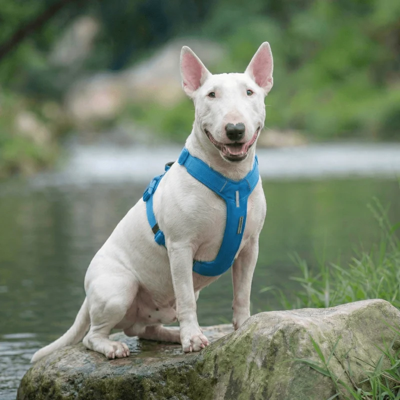 Soft Padded Cordura Y Harness