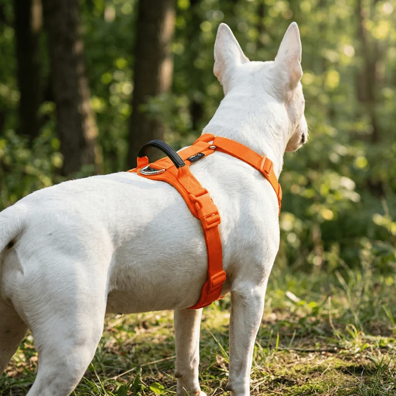 Soft Padded Cordura Y Harness