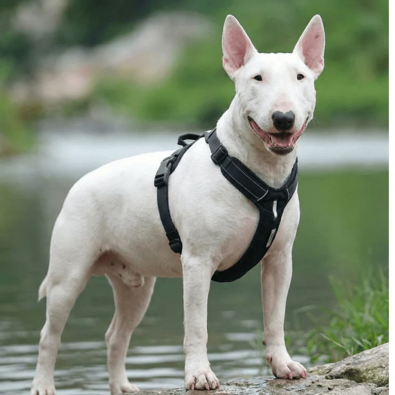 Soft Padded Cordura Y Harness