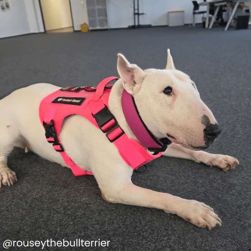 "The Commander" Tactical No-Pull Harness