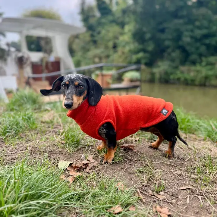 Pull polaire pour teckel