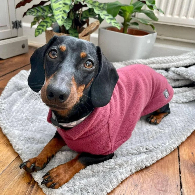 Pull polaire pour teckel
