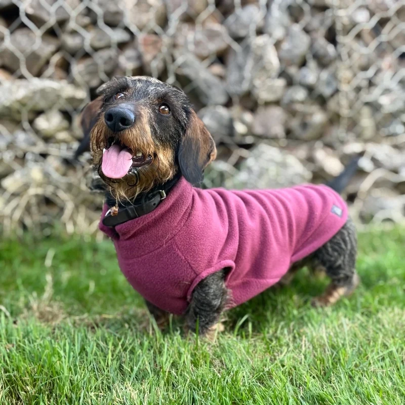 Pull polaire pour teckel