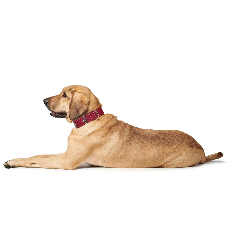 Halsband Aalborg Special