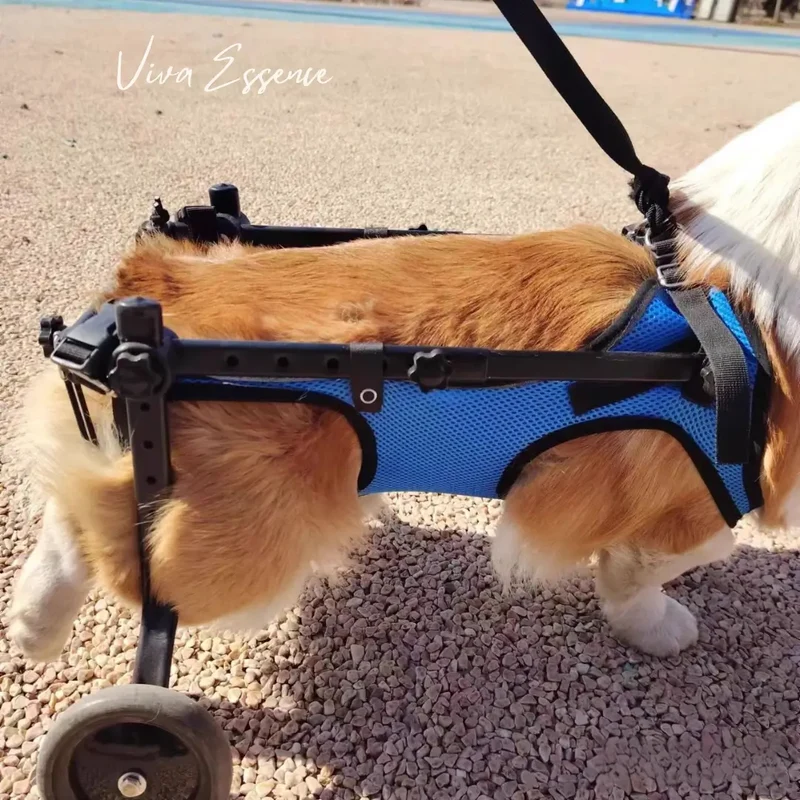 JoyStride Dog Wheelchair for Small & Medium Breeds