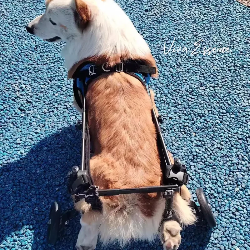 JoyStride Dog Wheelchair for Small & Medium Breeds