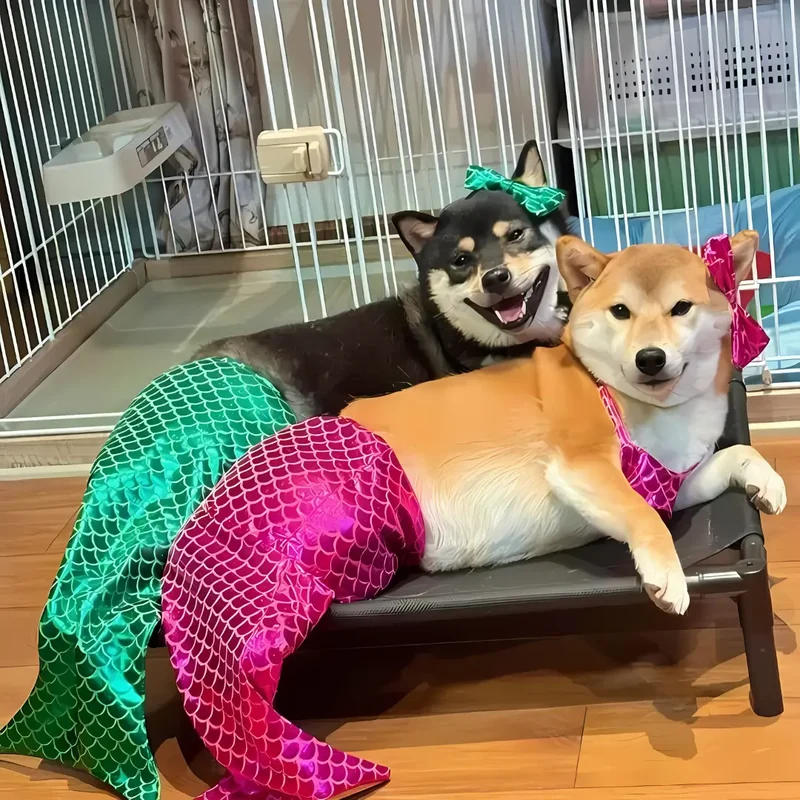 Whimsical Mermaid Pet Costume for Dogs & Cats