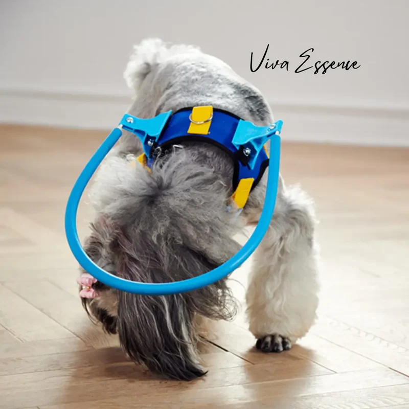 Halo Safety Ring for Blind Pets
