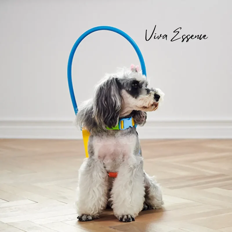 Halo Safety Ring for Blind Pets