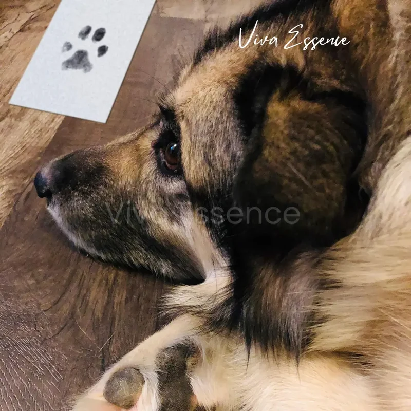 Mess-Free Paw Print Keepsake Frame