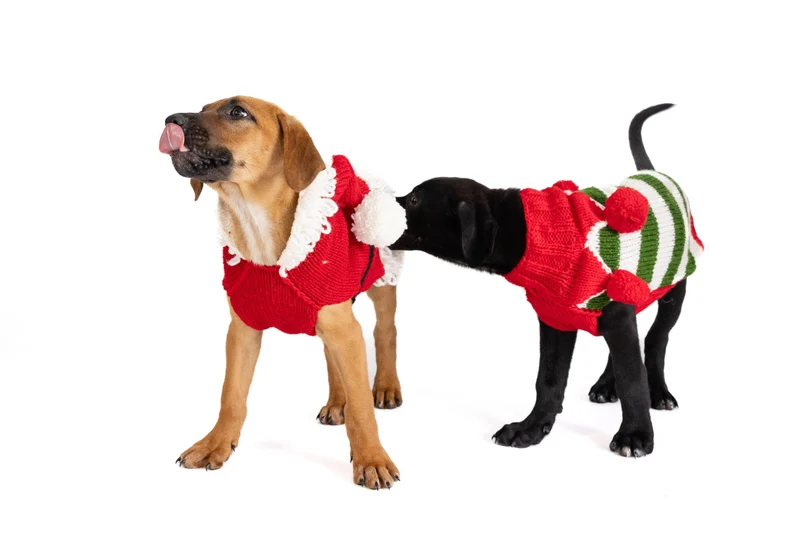 Pull de Noël Elfe
