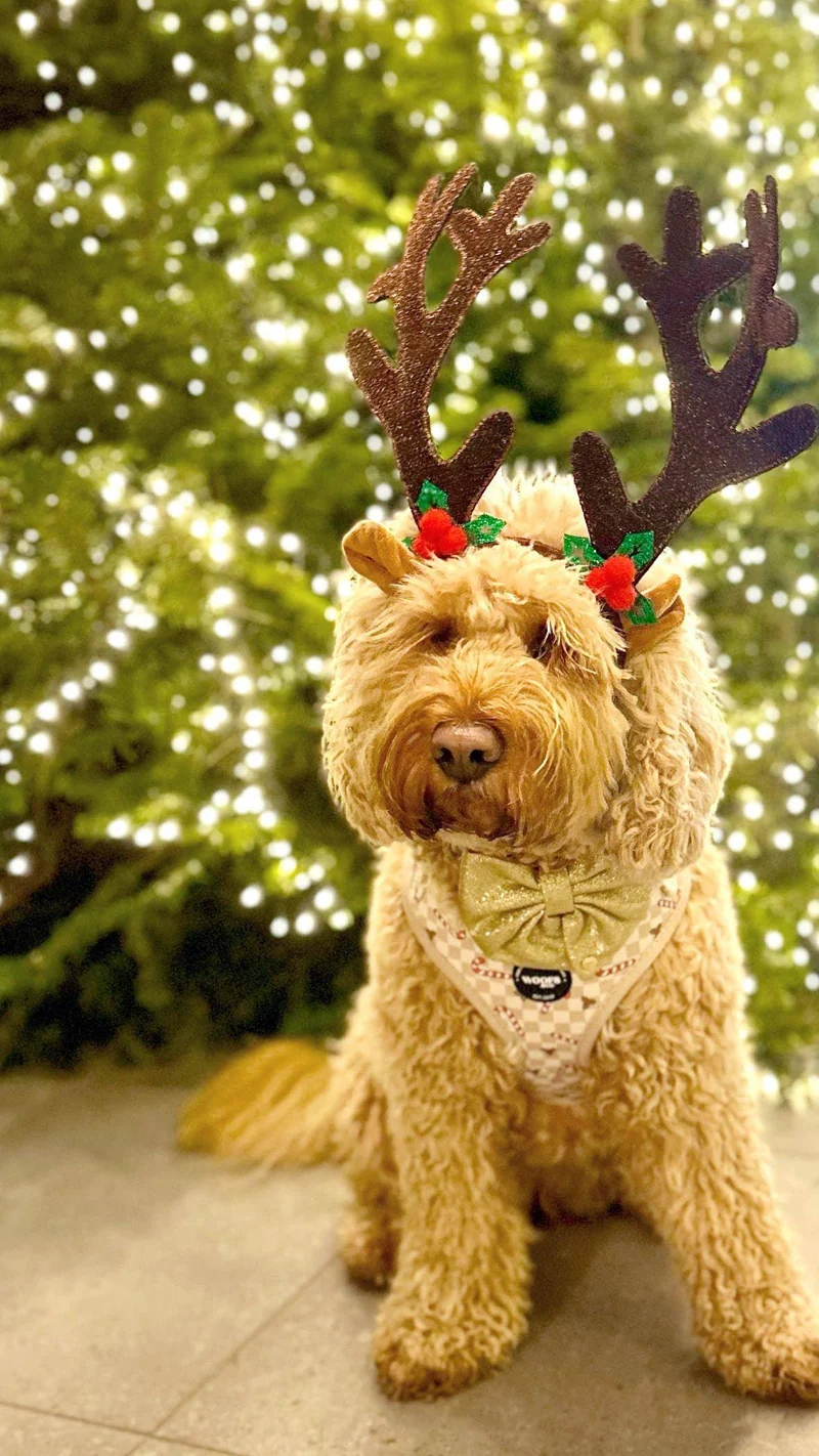Harnais Jolly Woofs