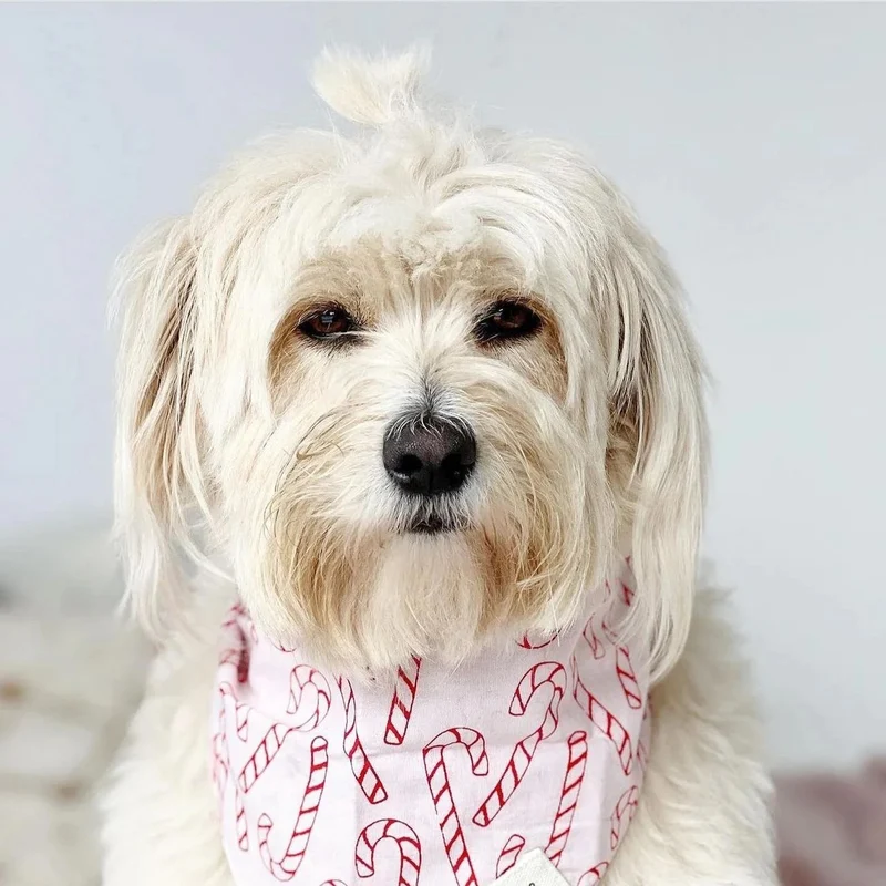 Bandana de Noël Elfie