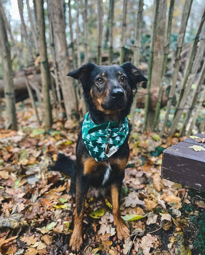 Bandana Sapin