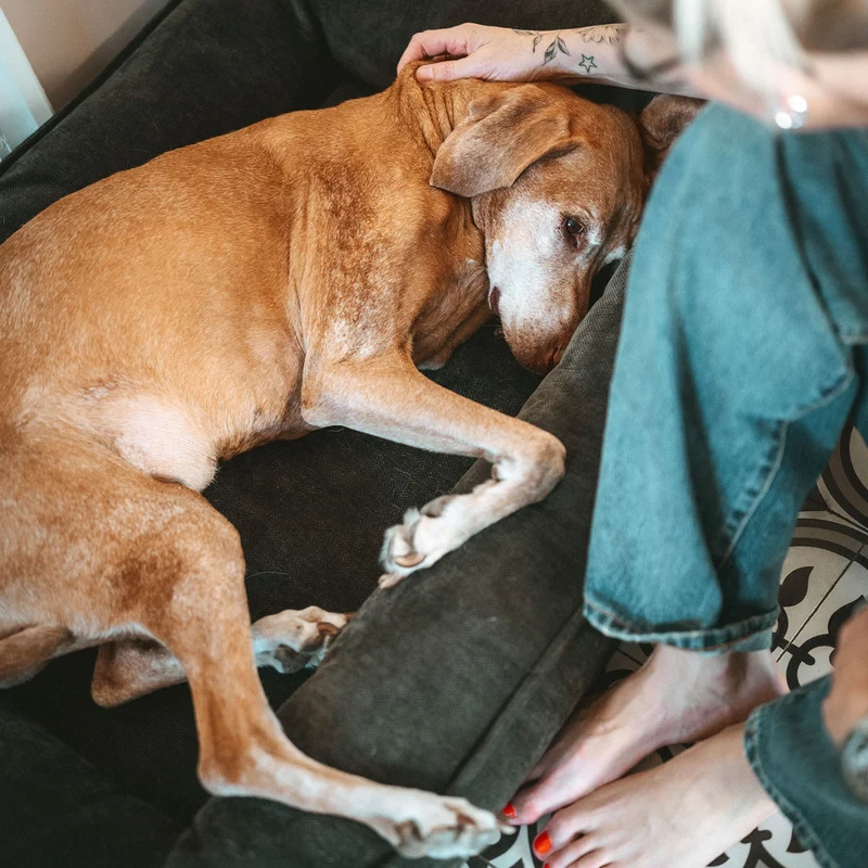 Orthopädisches/Ergonomisches Hundebett Melun