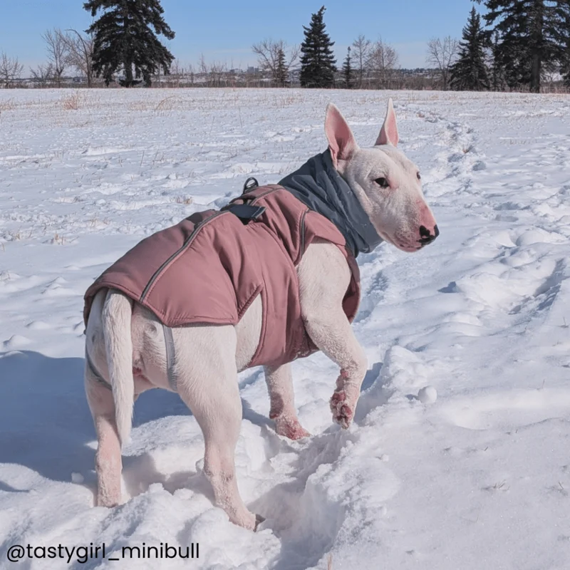 Waterproof Dog Vest With Adjustable Belt