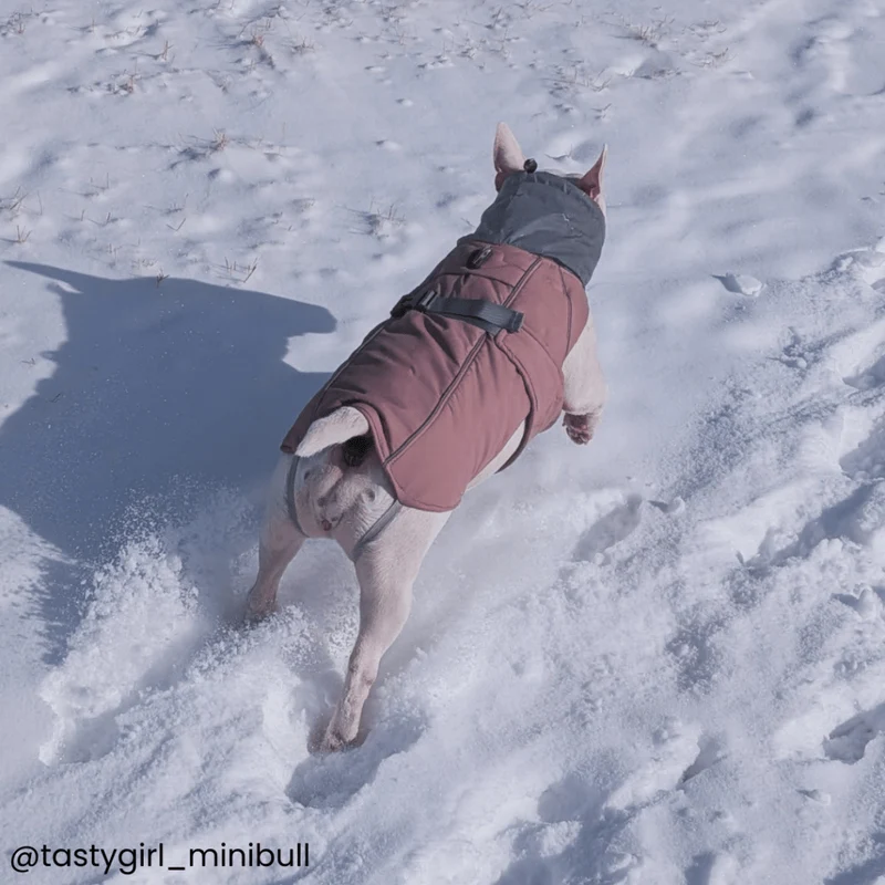 Waterproof Dog Vest With Adjustable Belt