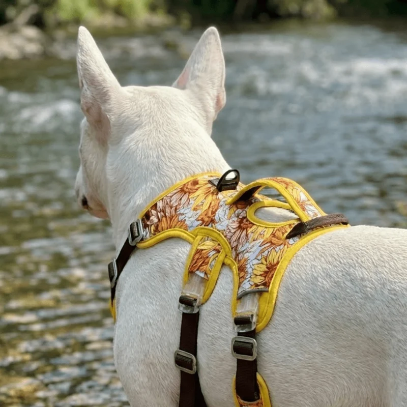 Colorful No-Pull Escape-Proof Harness
