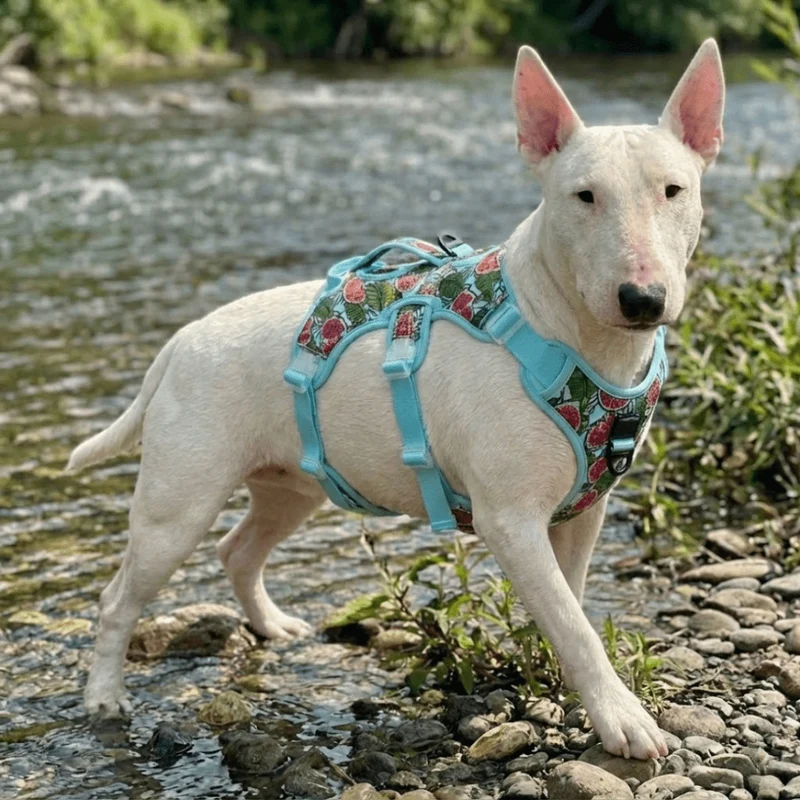 Colorful No-Pull Escape-Proof Harness