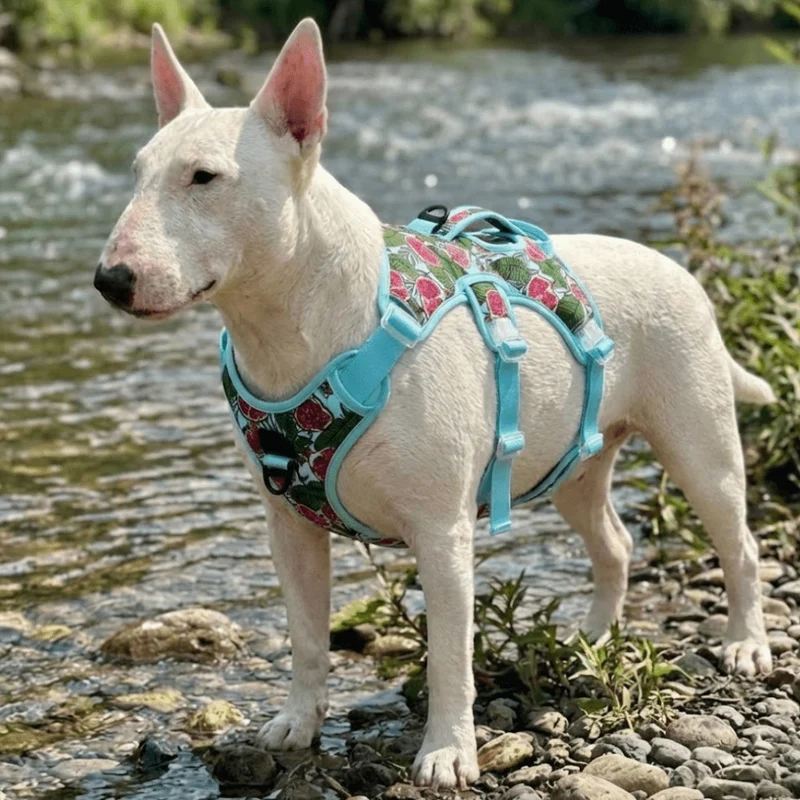 Colorful No-Pull Escape-Proof Harness
