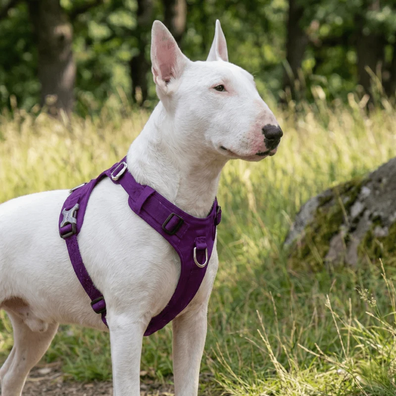 Lightweight No-Pull Cordura Harness