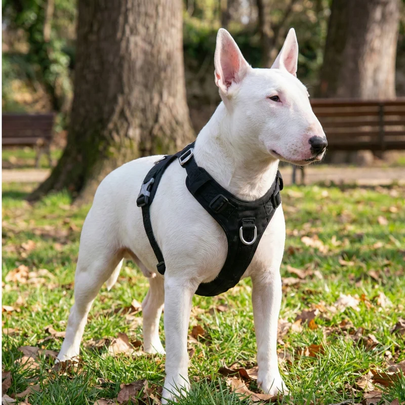 Lightweight No-Pull Cordura Harness