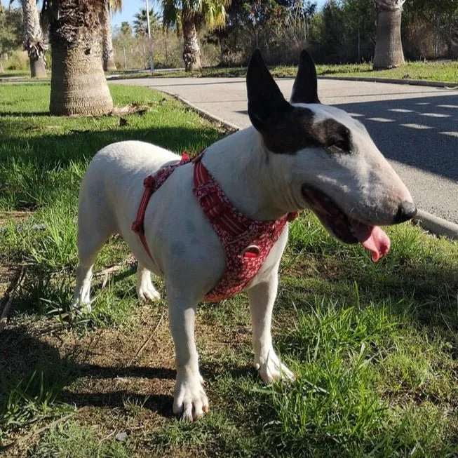 Floral 3M No-Pull Vest Harness
