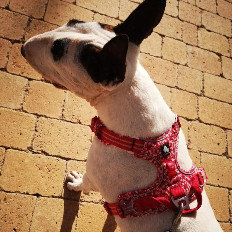Floral 3M No-Pull Vest Harness