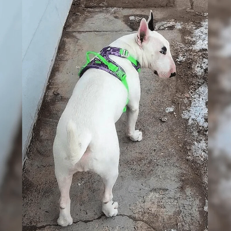 Tropical 3M No-Pull Vest Harness