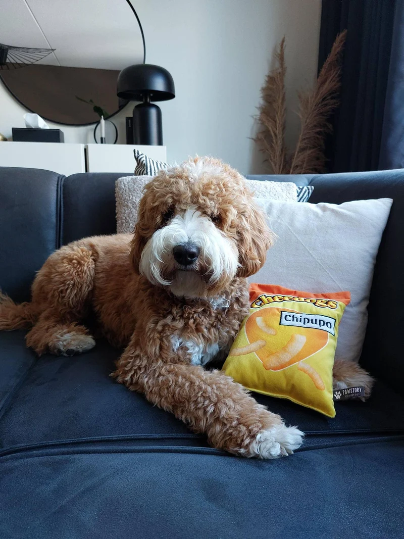 Jouet peluche Cheedogs