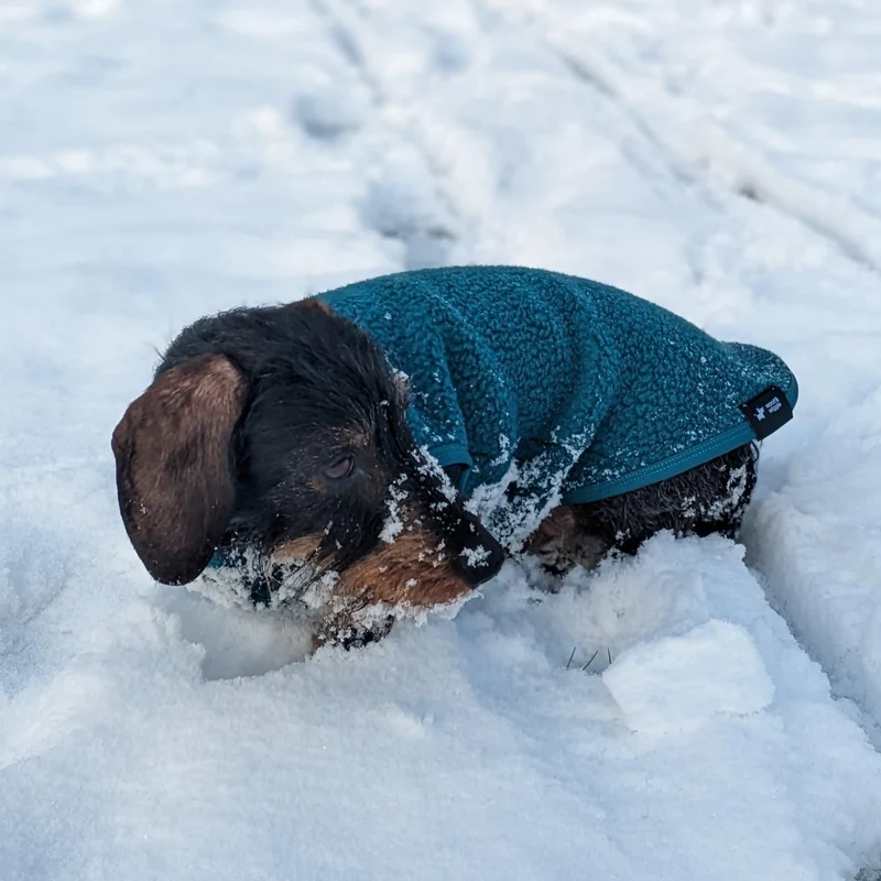 Polaire pour chien type Teckel