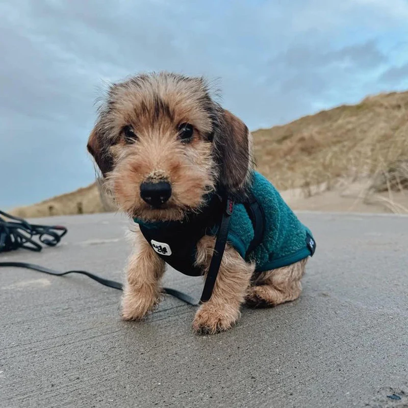Polaire pour chien type Teckel