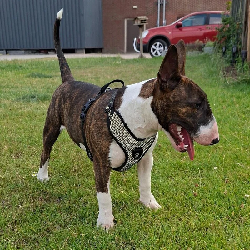 3M Super-Reflective No-Pull Harness