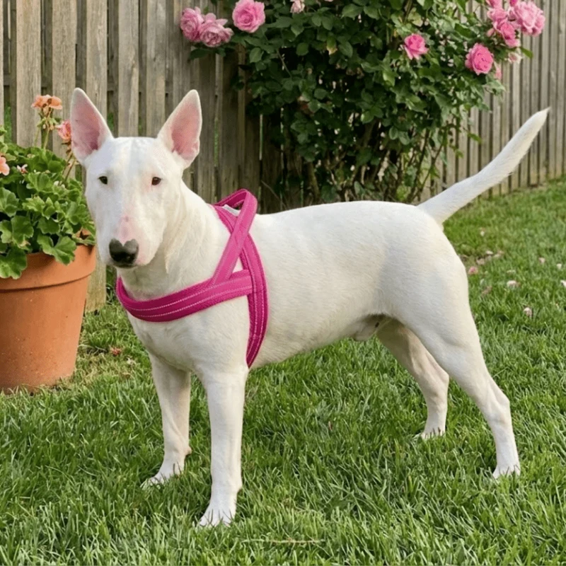 3M Reflective Padded Harness