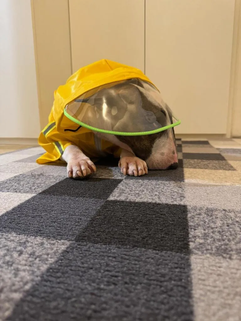 Reflective Dog Raincoat