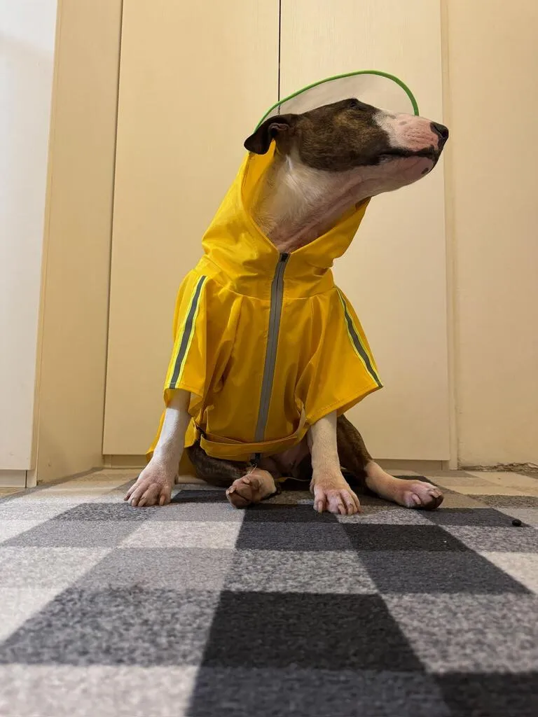 Reflective Dog Raincoat