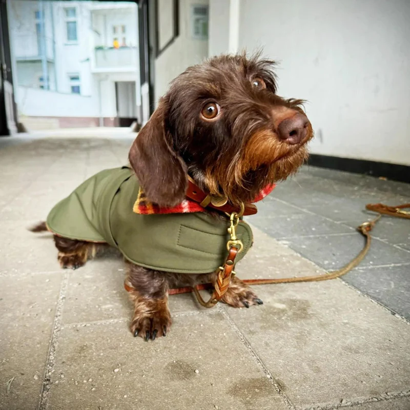 Manteau softshell pour chien type Teckel