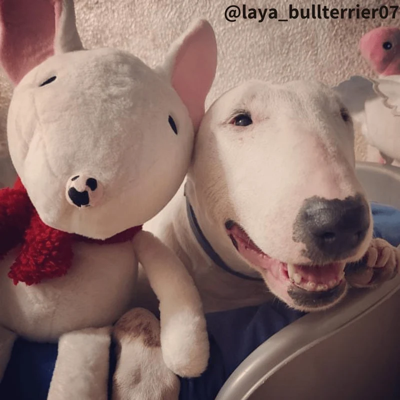 Bull Terrier Plush Toy