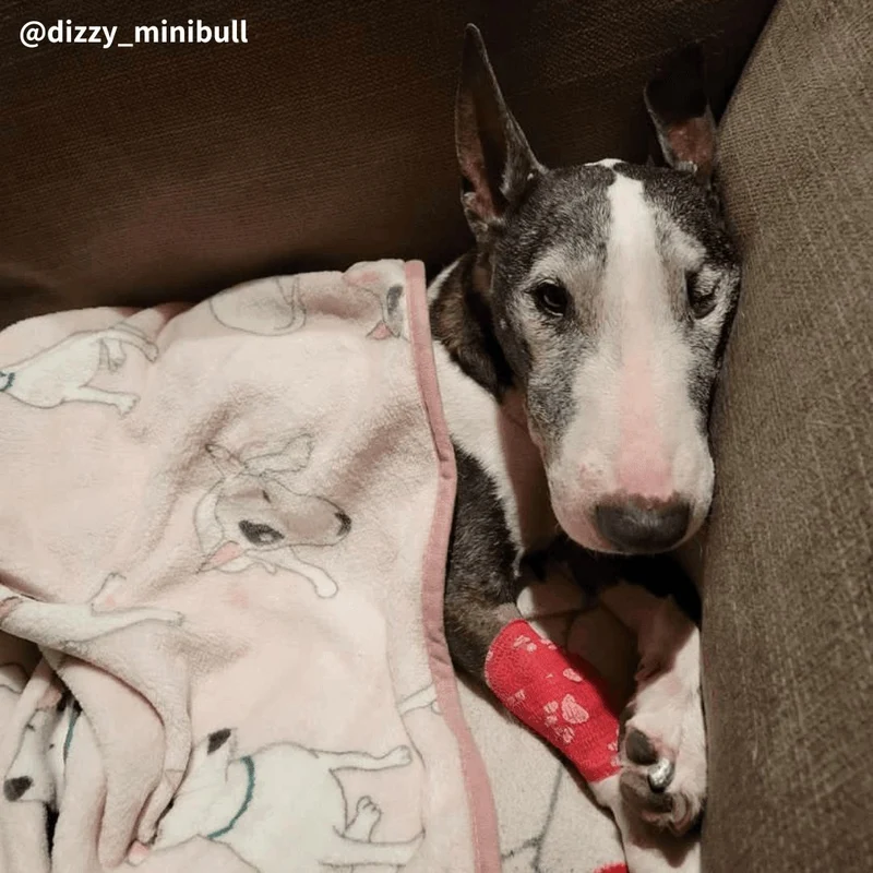 Bull Terrier Printed Fleece Blanket