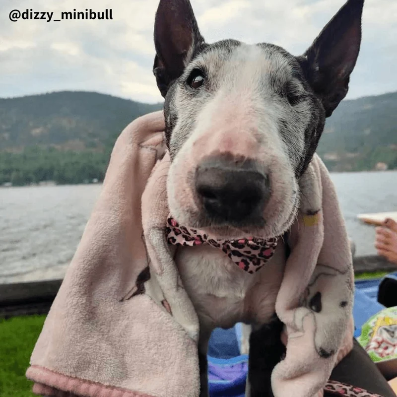 Bull Terrier Printed Fleece Blanket