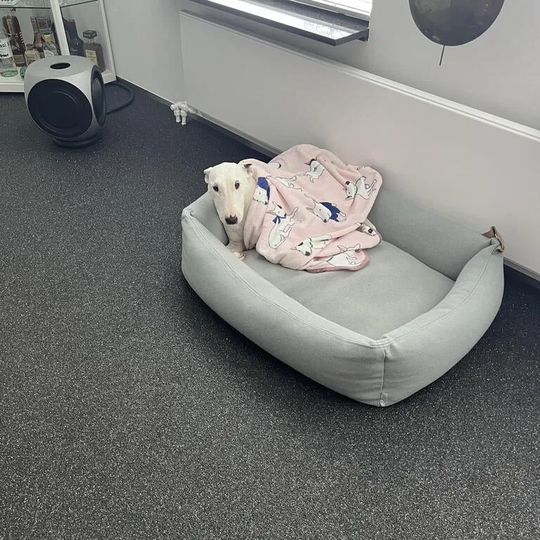 Bull Terrier Printed Fleece Blanket