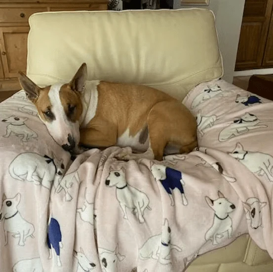 Bull Terrier Printed Fleece Blanket