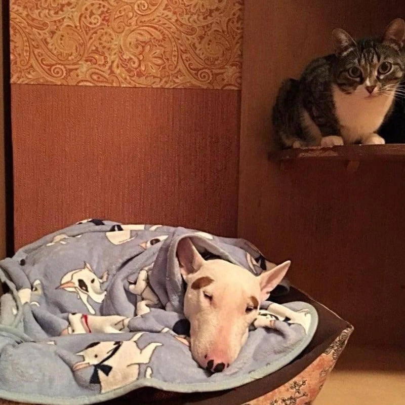 Bull Terrier Printed Fleece Blanket
