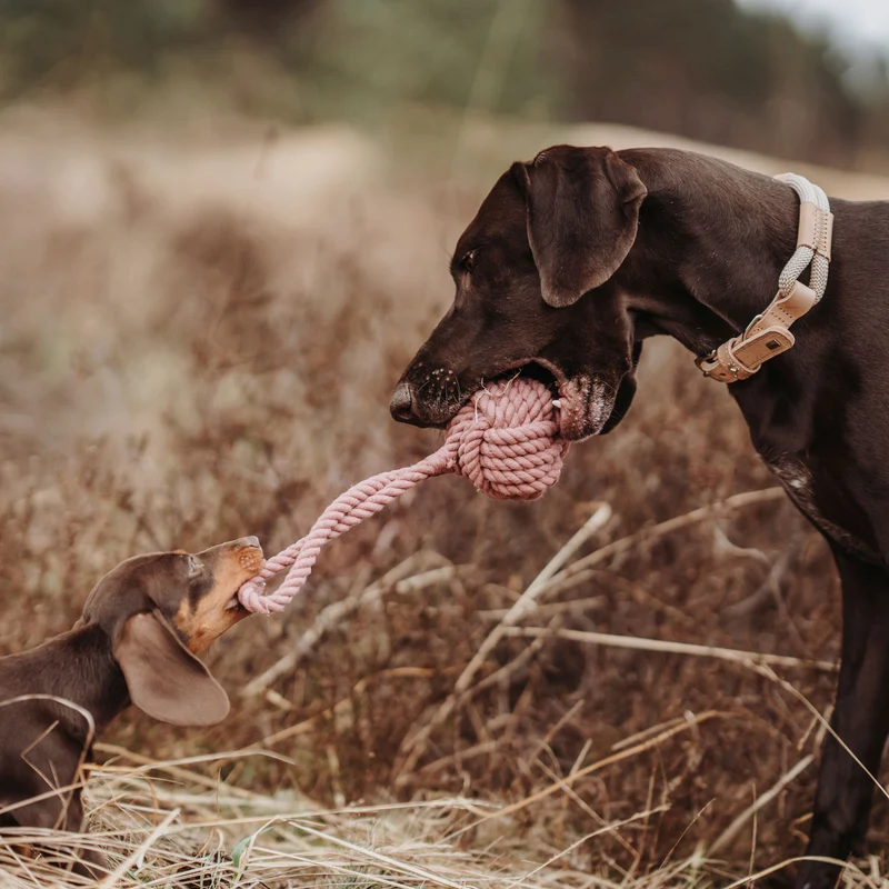 Hundespielzeug Inari