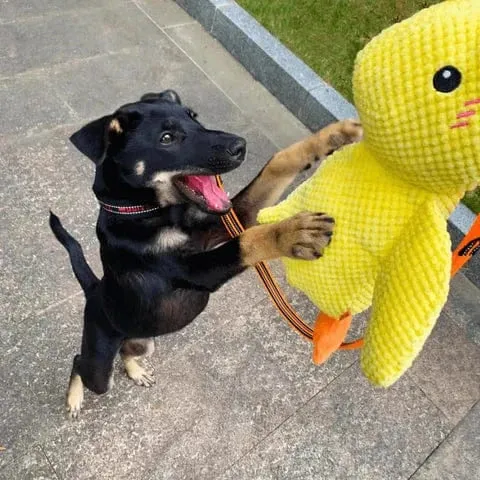 Squeaky Low-Quack Duck Toy