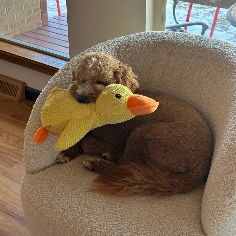 Low-Quack Duck Toy