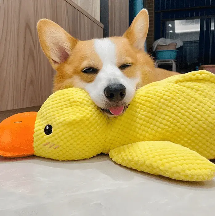 Squeaky Low-Quack Duck Toy
